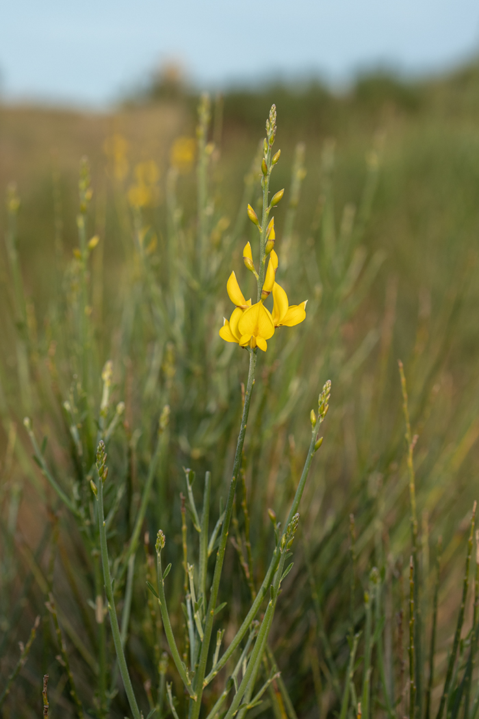 Image of Spartium junceum specimen.