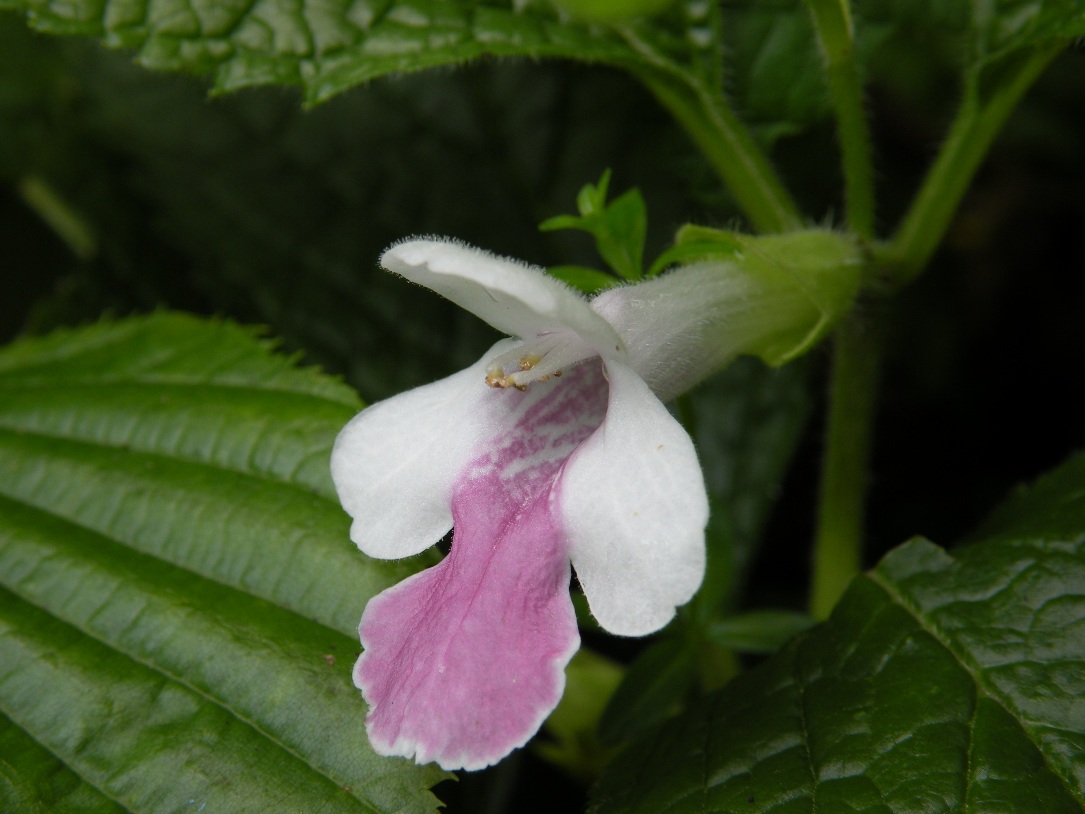 Изображение особи Melittis carpatica.