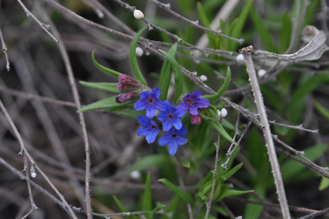 Image of Aegonychon purpureocaeruleum specimen.