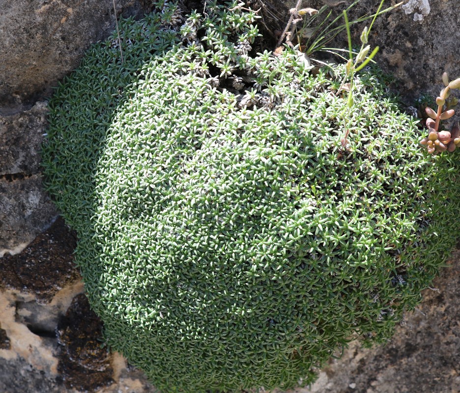 Изображение особи Gypsophila pulvinaria.