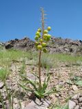 Eremurus lactiflorus