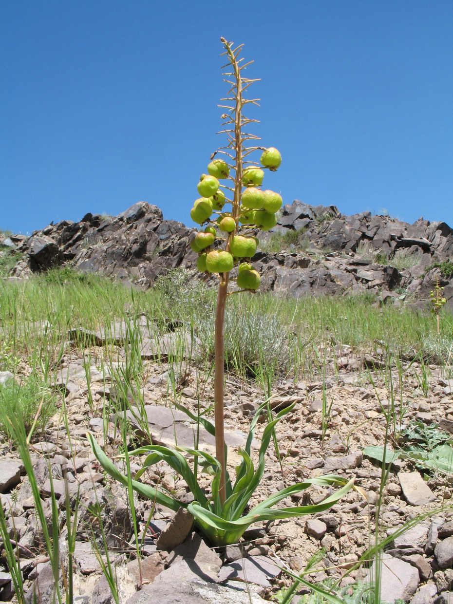 Image of Eremurus lactiflorus specimen.