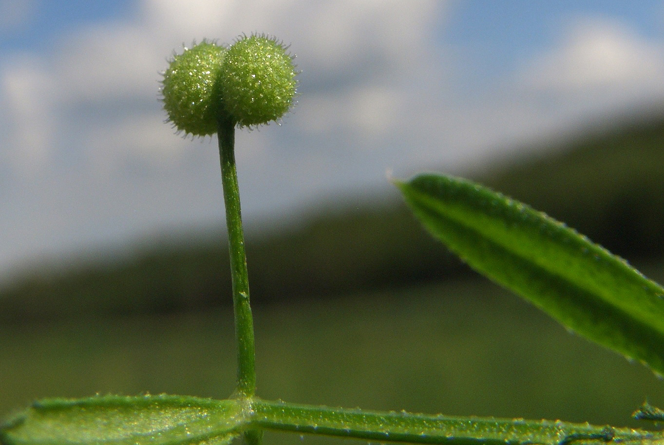 Изображение особи род Galium.