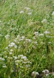 Valeriana officinalis