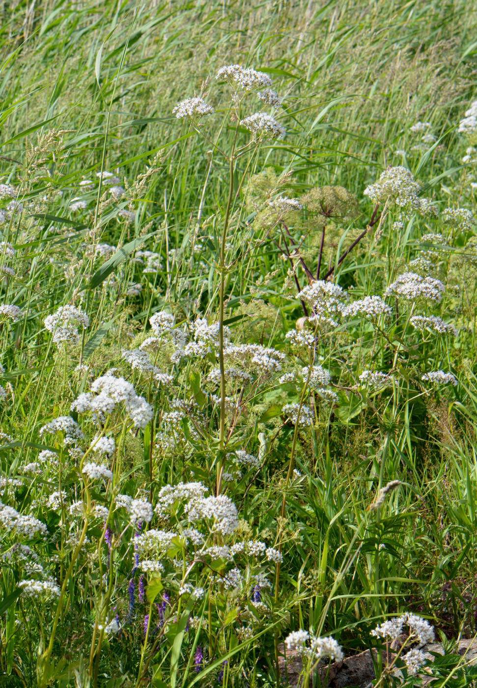 Изображение особи Valeriana officinalis.