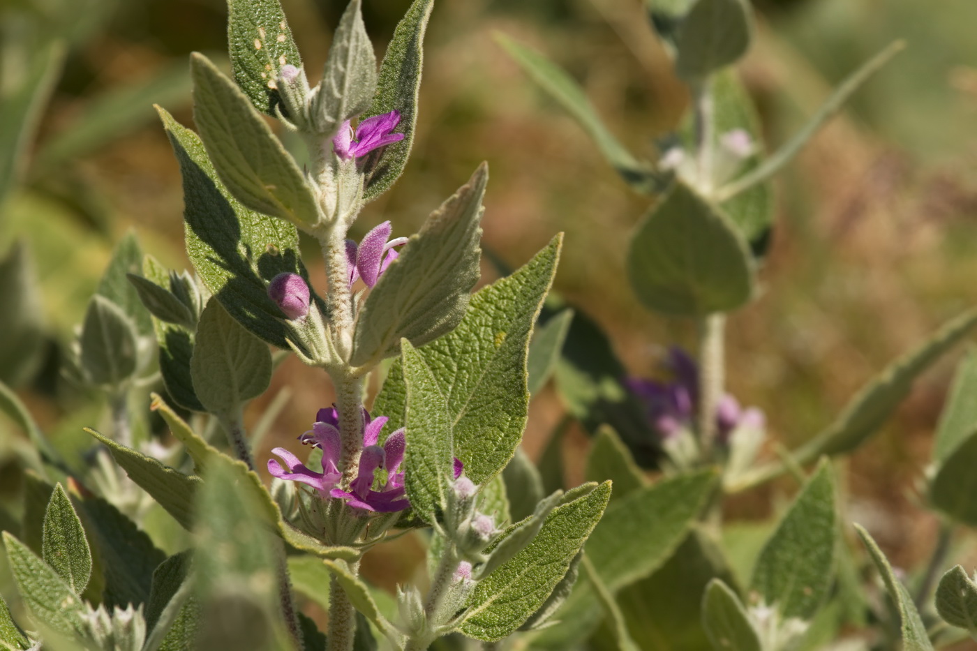 Image of Phlomis thapsoides specimen.