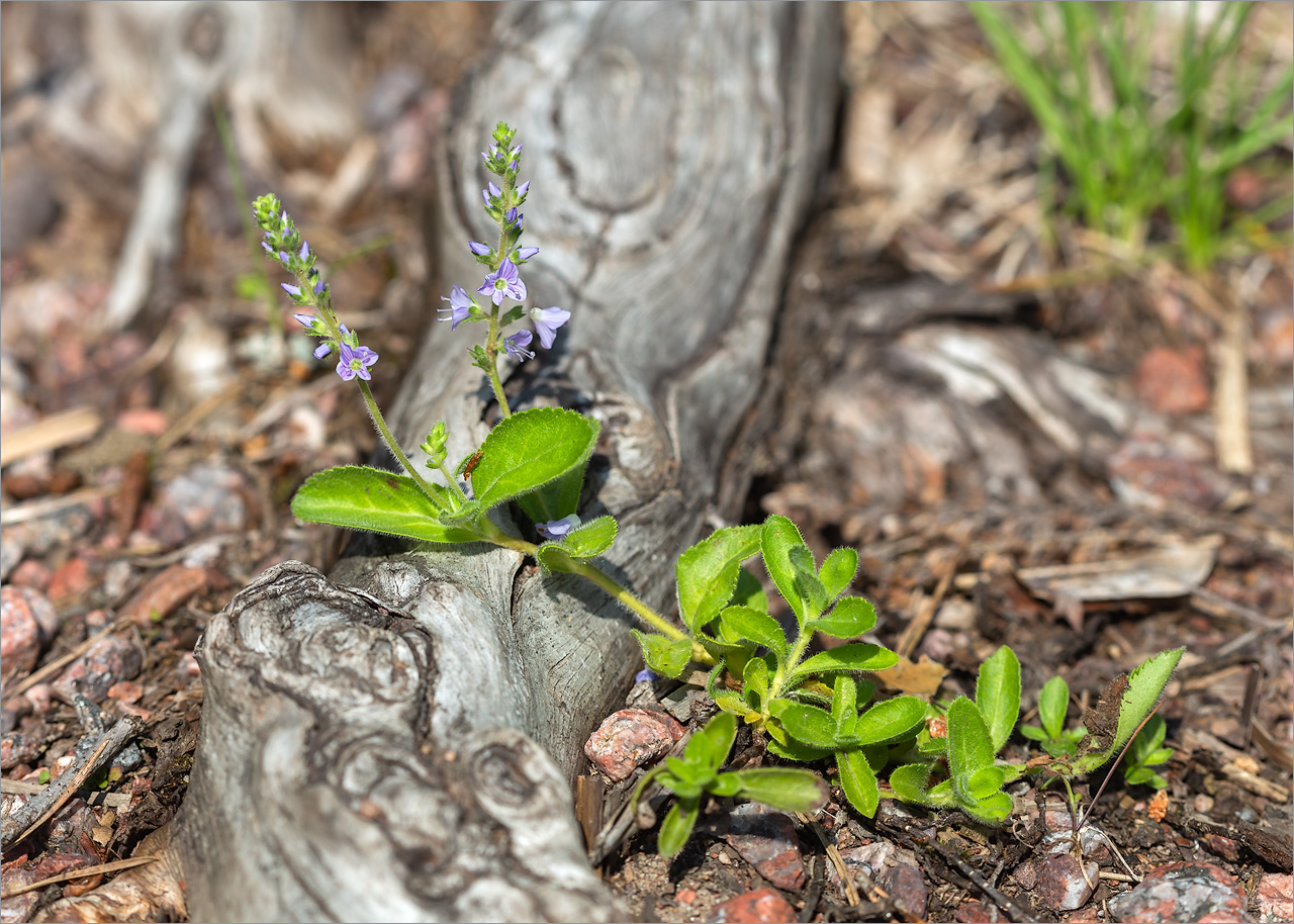 Image of Veronica officinalis specimen.