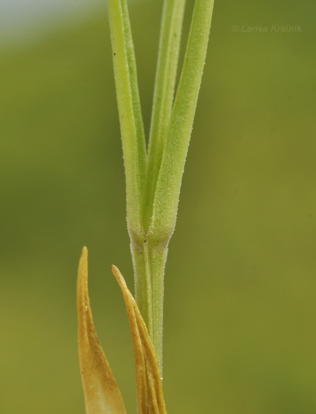 Image of Stellaria discolor specimen.