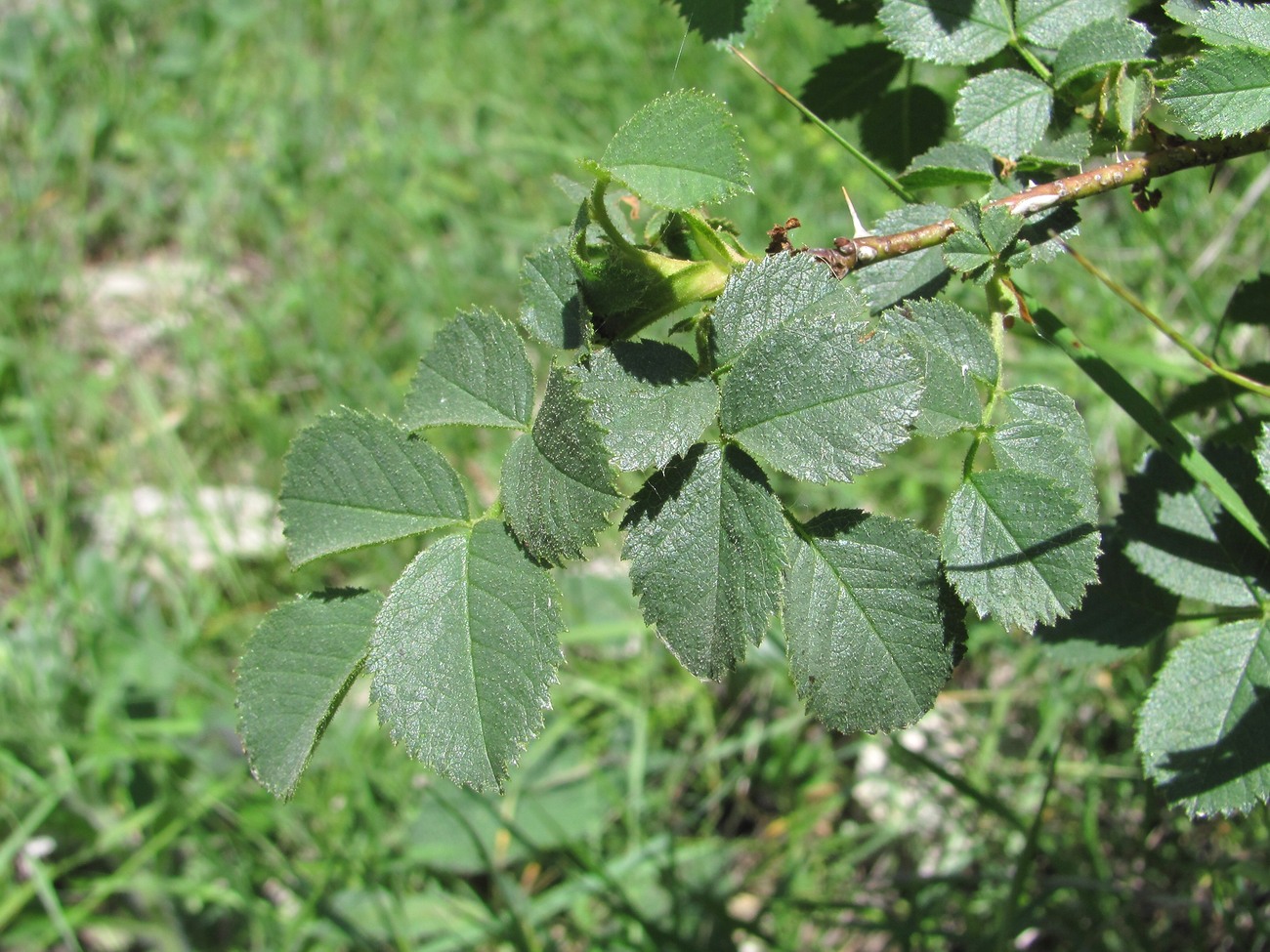 Изображение особи Rosa pulverulenta.