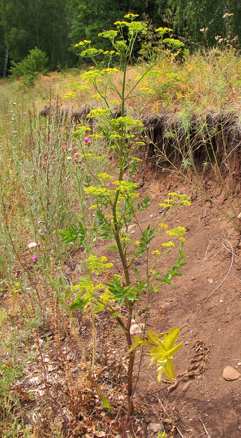 Изображение особи Pastinaca sylvestris.