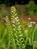 Lepidium densiflorum. Верхушка побега с созревающими плодами. Чувашия, окр. г. Шумерля, Подвенец. 7 июня 2008 г.