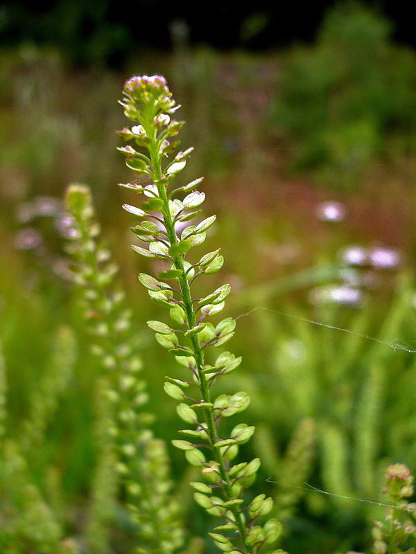 Изображение особи Lepidium densiflorum.