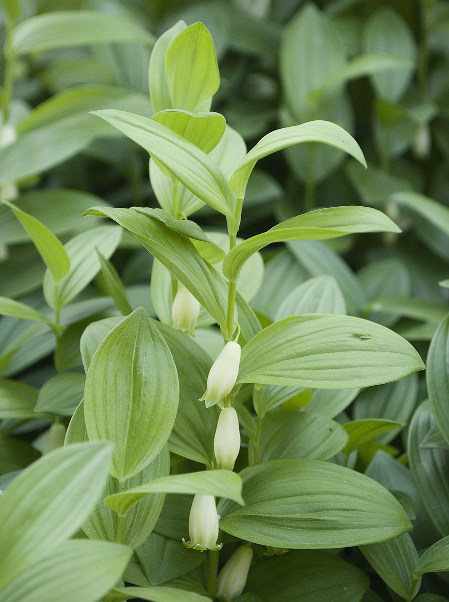 Изображение особи Polygonatum humile.