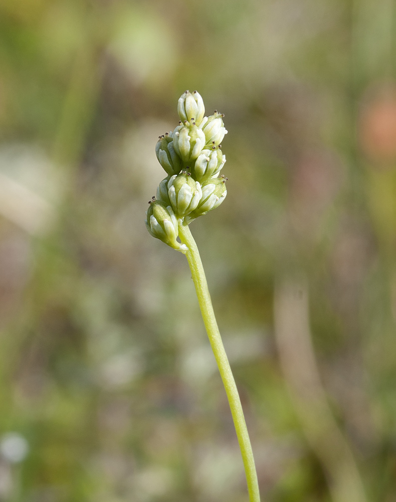 Image of Tofieldia pusilla specimen.