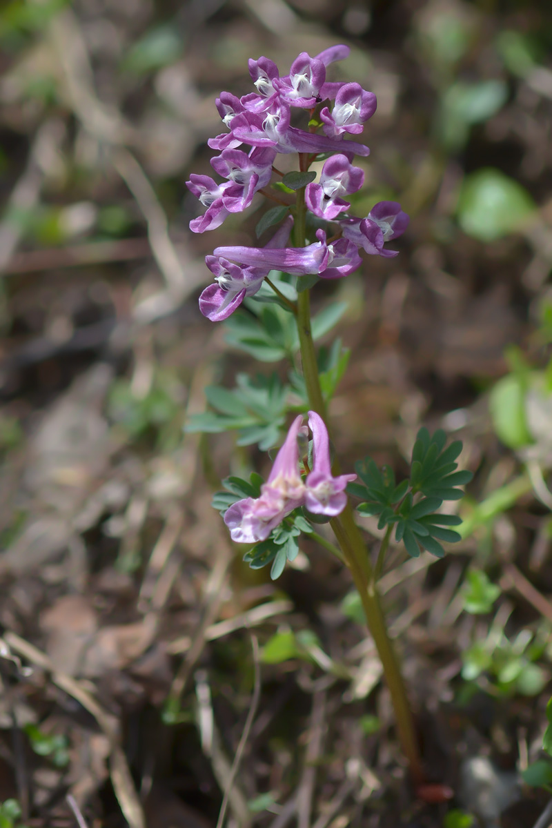 Изображение особи Corydalis caucasica.