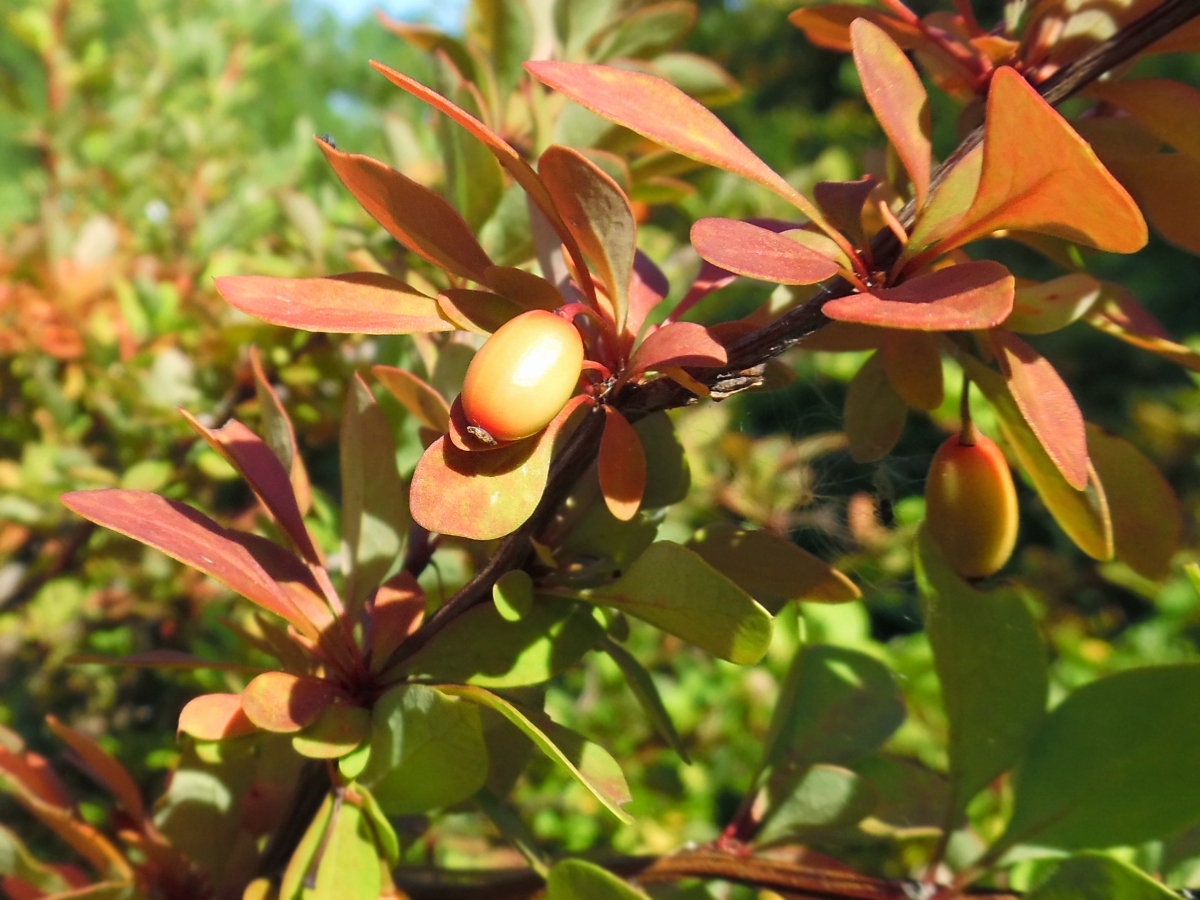 Изображение особи Berberis thunbergii.