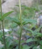 genus Clinopodium. Часть побега. Кабардино-Балкария, Эльбрусский р-н, окр. г. Тырныауз, ок. 1300 м н.у.м., каменистый склон. 05.07.2019.