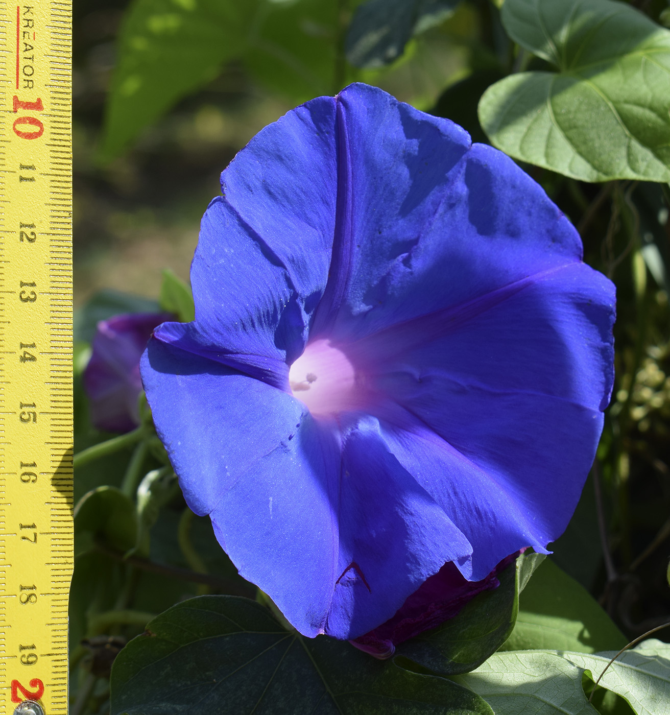 Image of Ipomoea indica specimen.