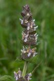 Stachys balansae