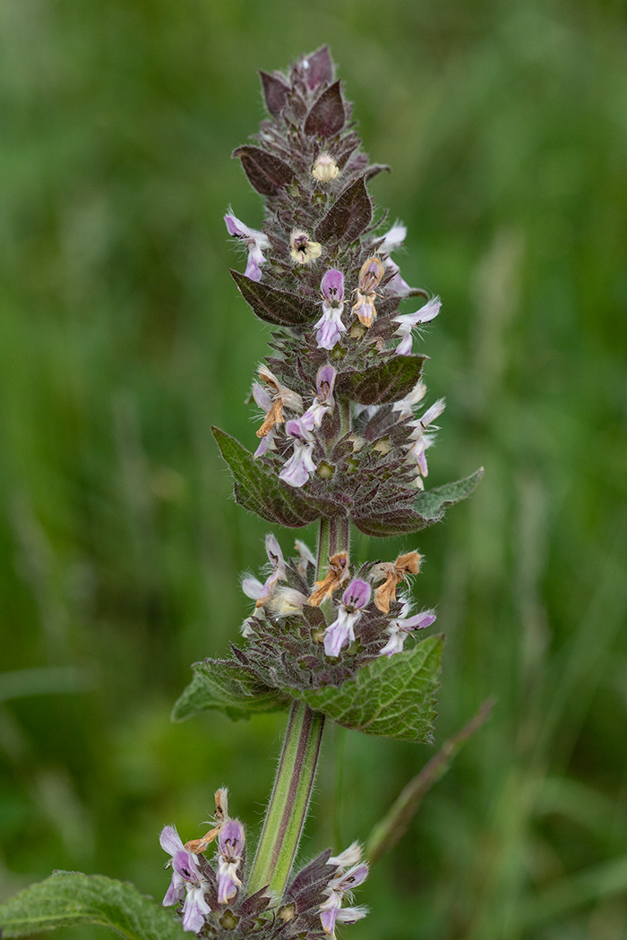 Image of Stachys balansae specimen.