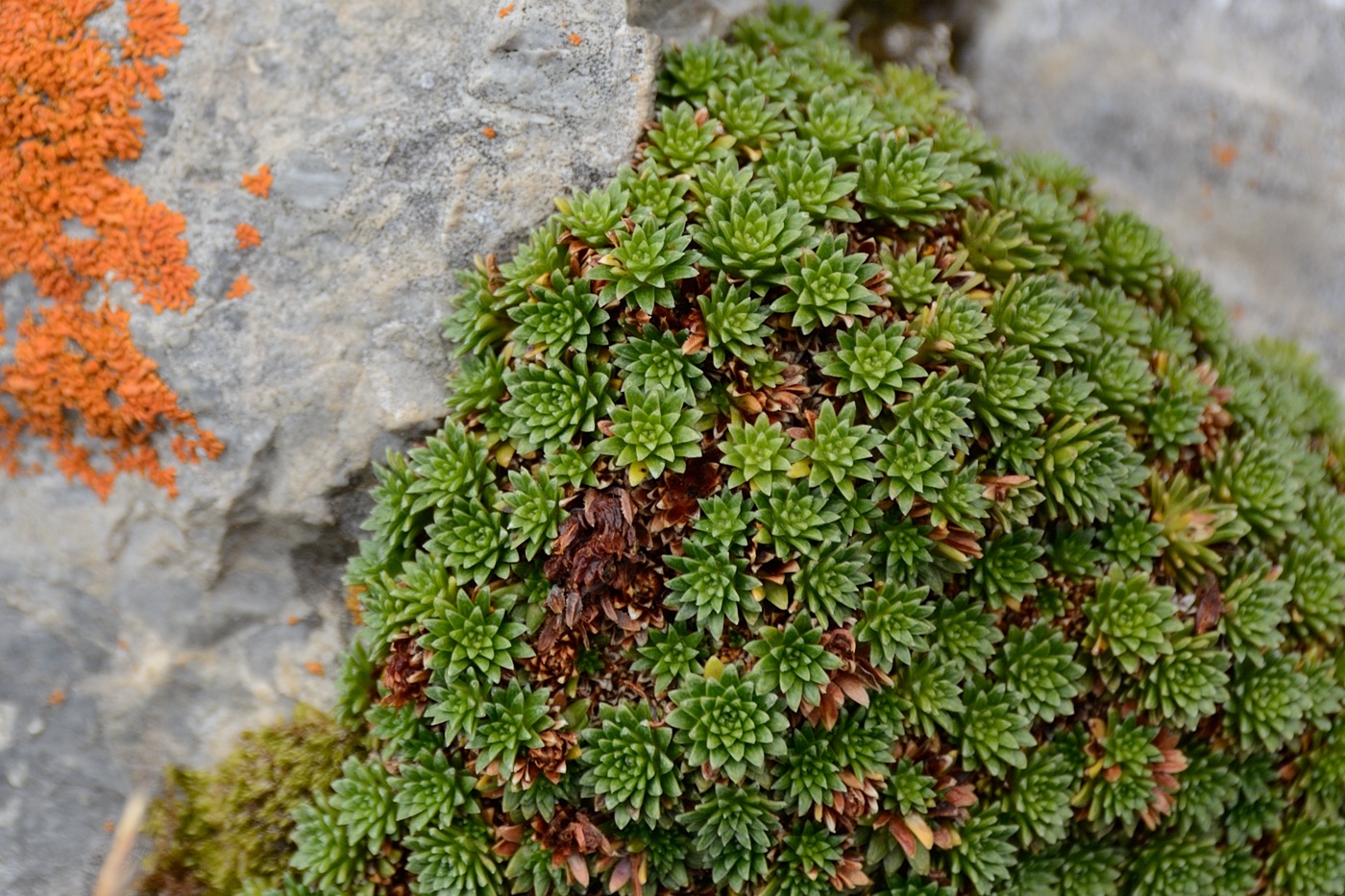 Изображение особи Saxifraga unifoveolata.