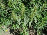 Urtica dioica. Верхушки цветущих растений. Иркутская обл., окр. Иркутска, газон, сорное. 09.09.2019.