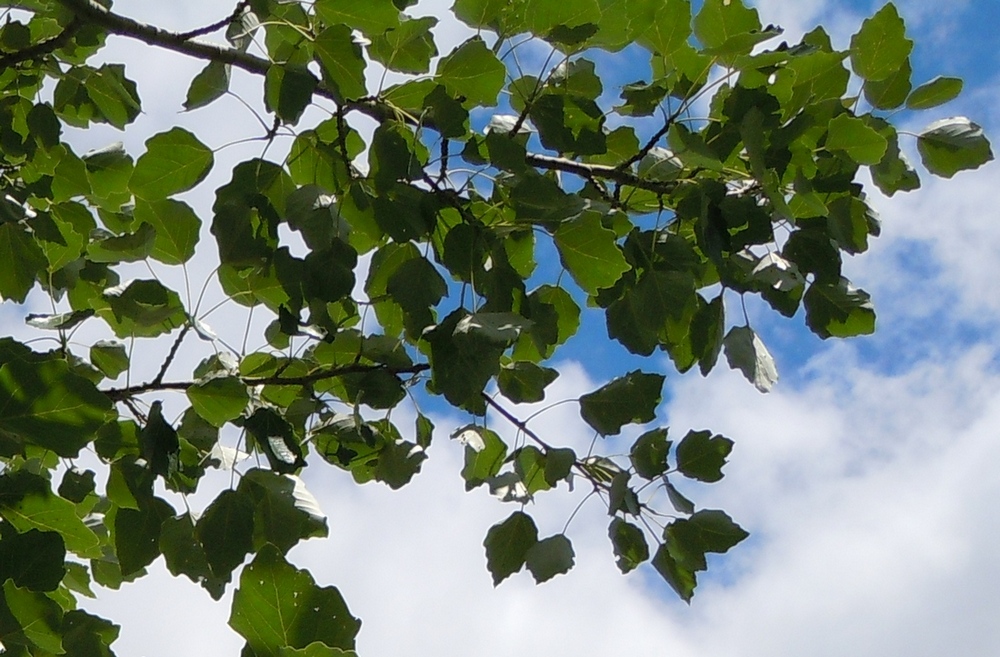 Image of Populus &times; canescens specimen.