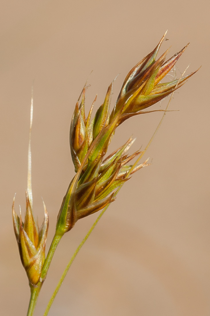 Изображение особи Carex arenaria.