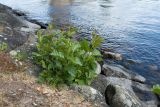 Alnus glutinosa. Растение с молодыми побегами (вероятно, пнёвая поросль) на берегу озера. Финляндия, г. Савонлинна, парк напротив крепости Олавинлинна. 13.07.2019.