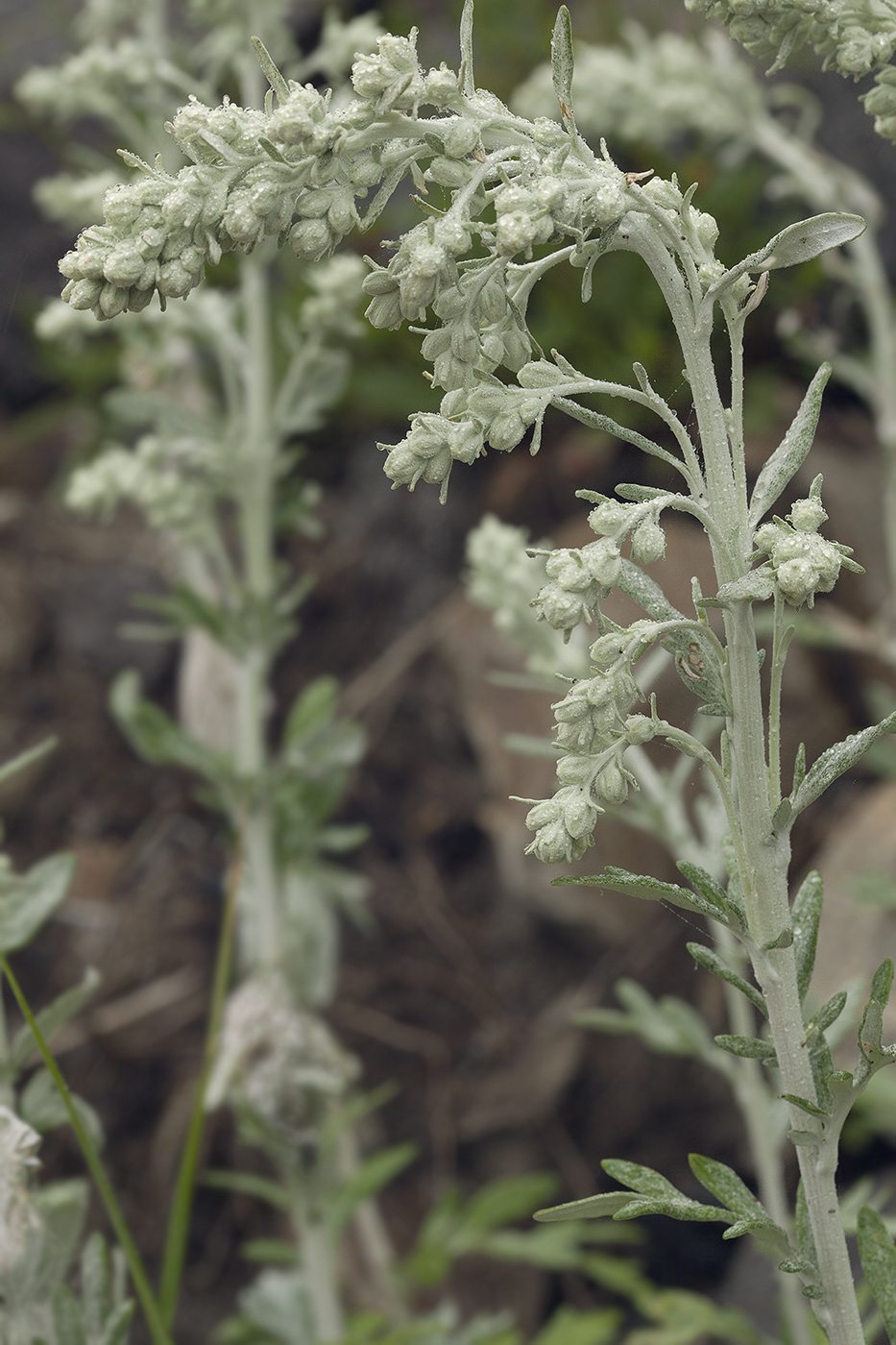 Image of Artemisia stelleriana specimen.