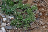 Androsace maxima