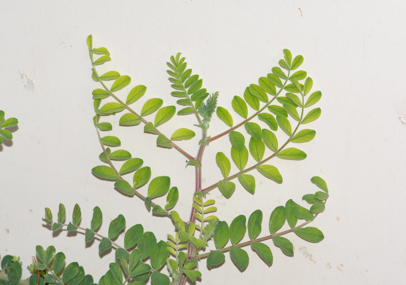 Image of Swainsona formosa specimen.