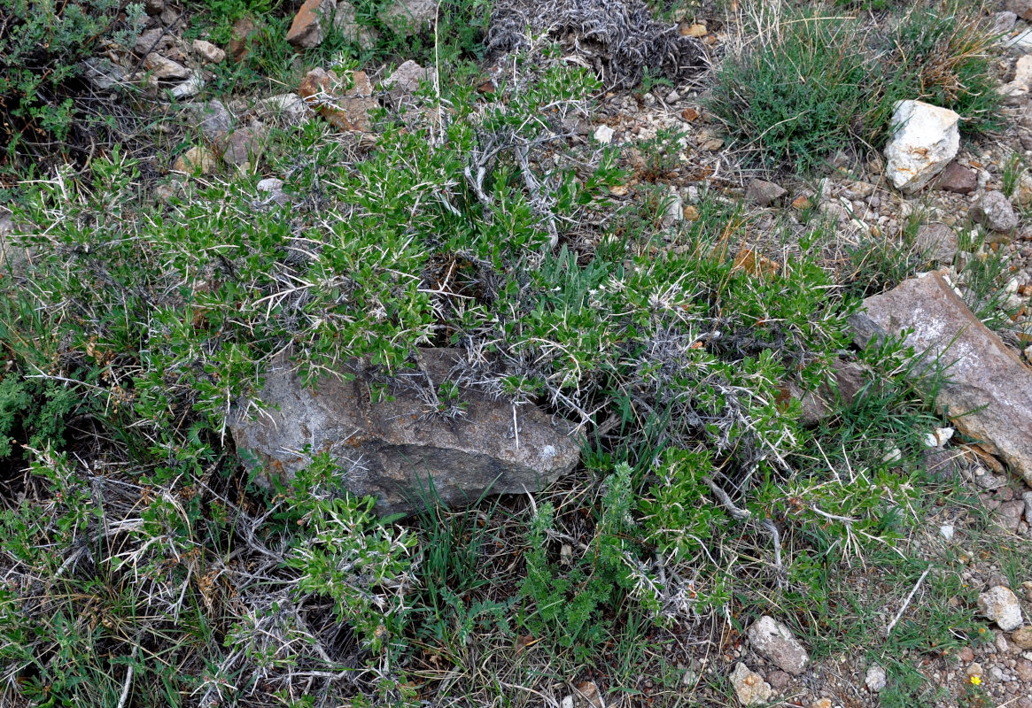 Image of Atraphaxis pungens specimen.