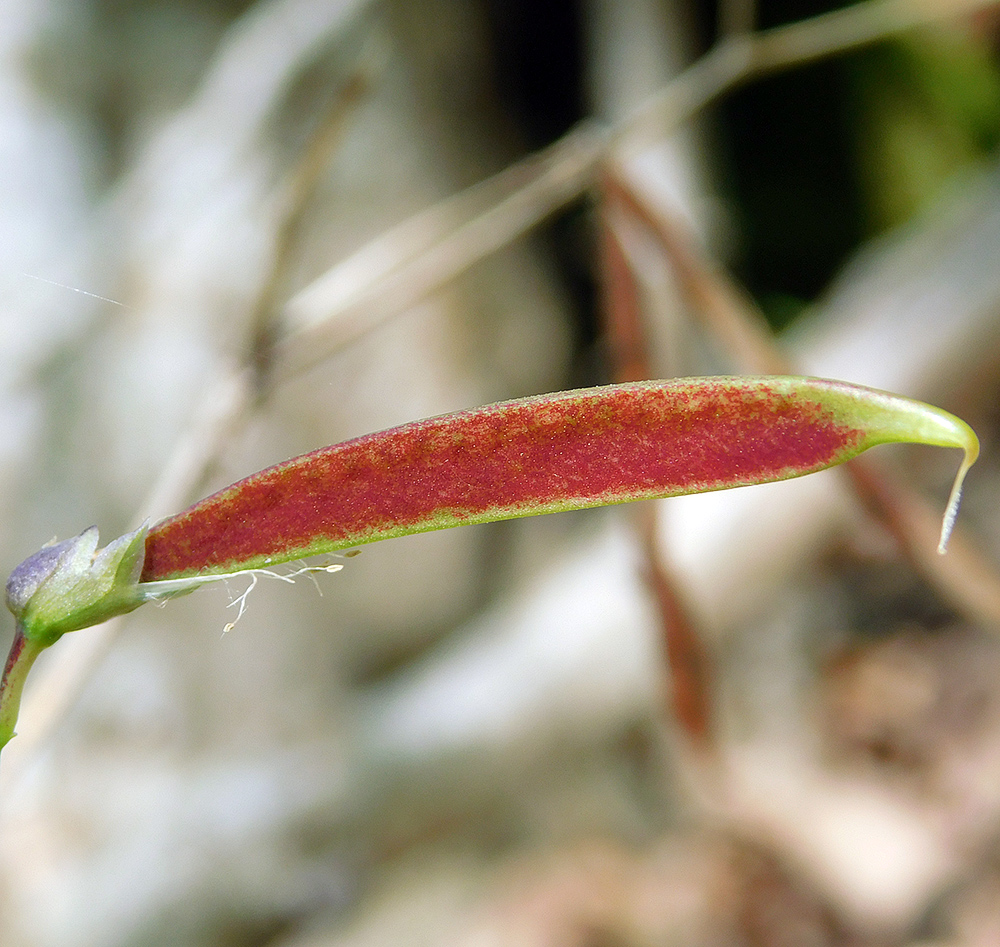 Изображение особи Lathyrus vernus.