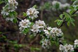 genus Pyrus. Часть ветви с соцветиями. Крым, окр. родника Ай-Алексий, опушка букового леса. 05.05.2011.