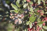 Pistacia lentiscus