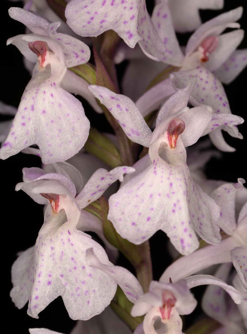 Изображение особи Dactylorhiza maculata.