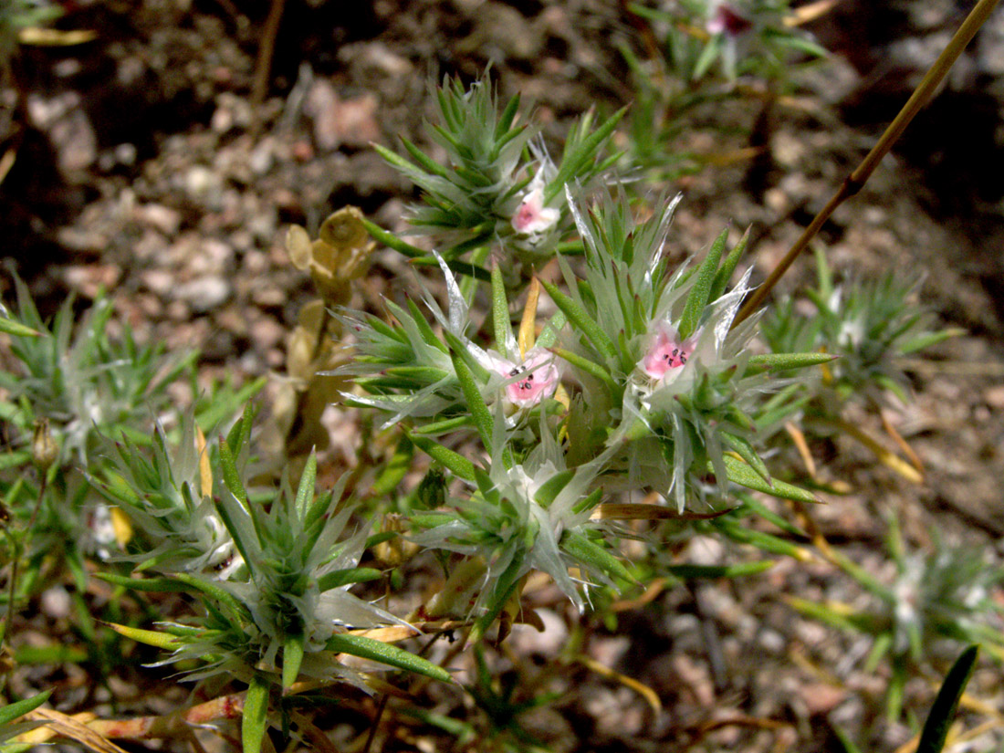 Image of Polygonum paronychioides specimen.