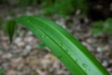 Carex pendula
