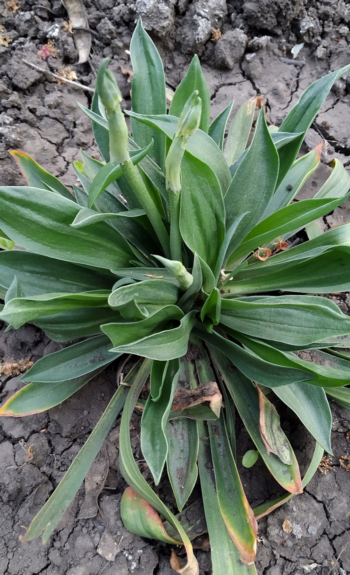 Image of Armeria pseudarmeria specimen.