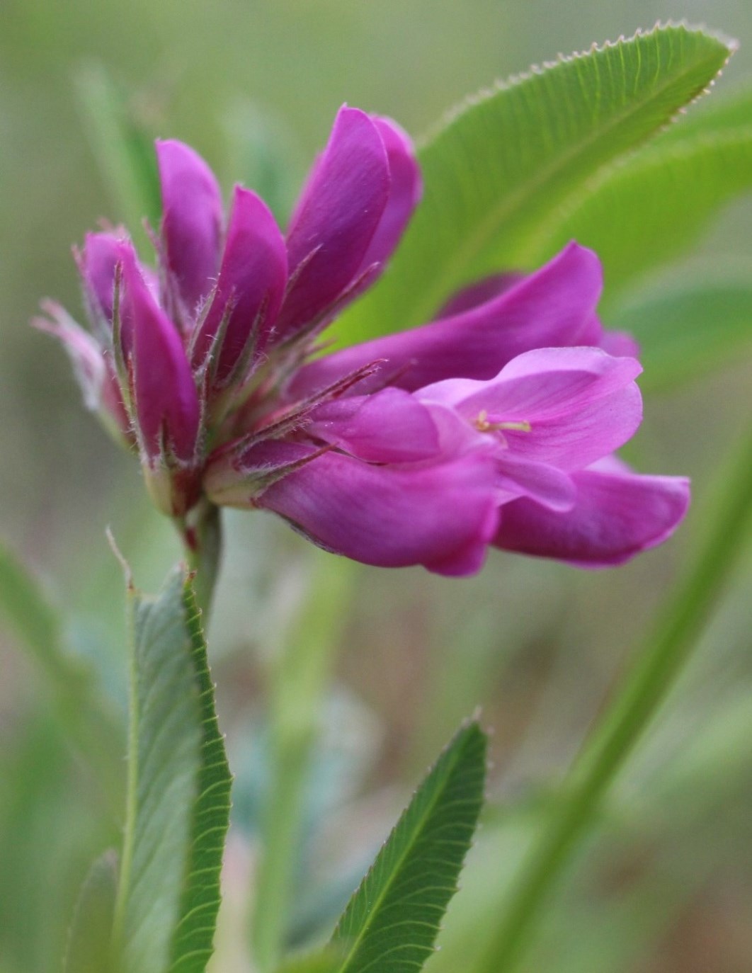 Image of Trifolium lupinaster specimen.