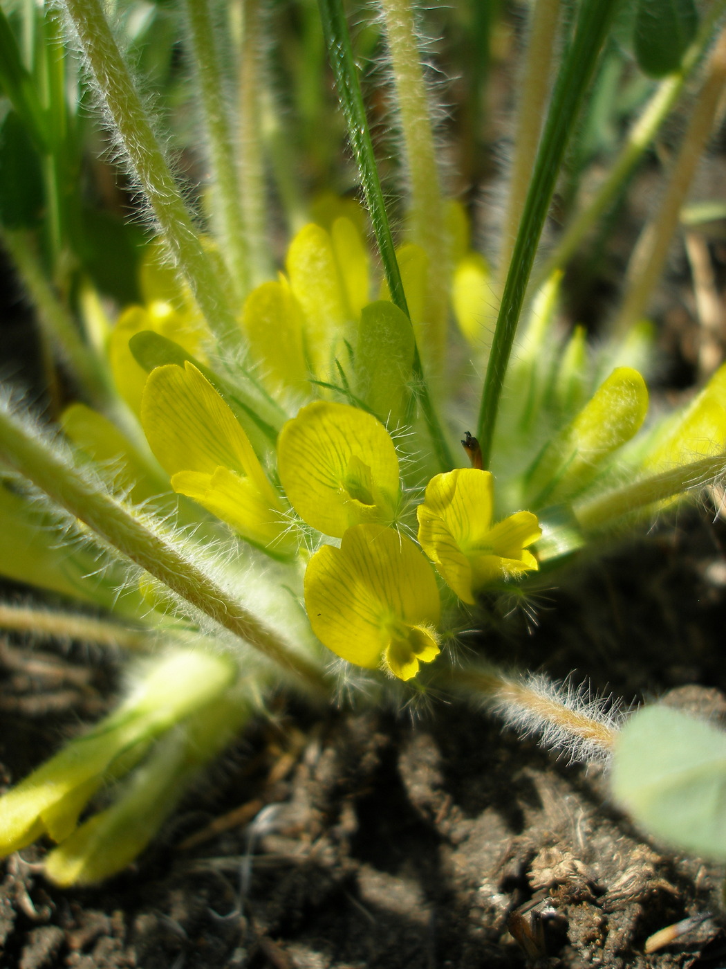 Изображение особи Astragalus pubiflorus.