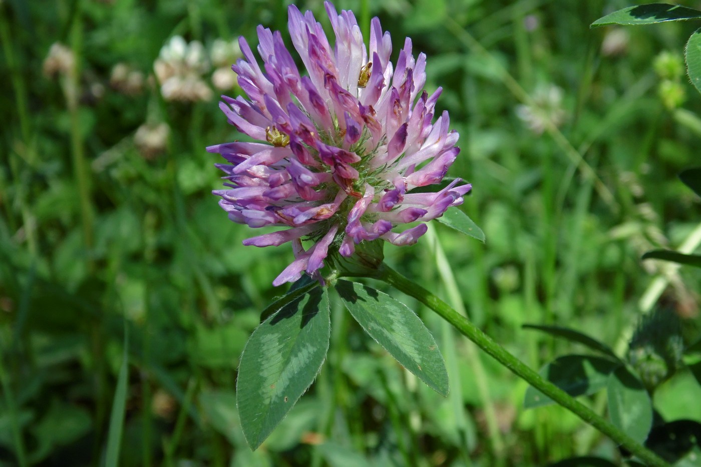 Изображение особи Trifolium pratense.