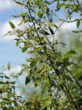 Salix pentandra. Ветвь с соплодиями. Ленинградская обл., Лужский р-н, окр. дер. Кемка, пойма р. Луга. 09.06.2010.