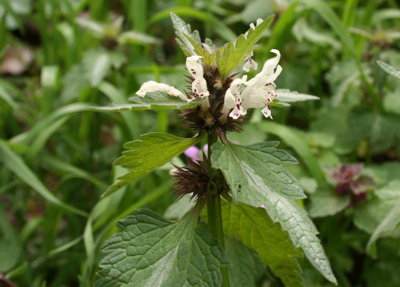 Изображение особи Lamium bifidum.