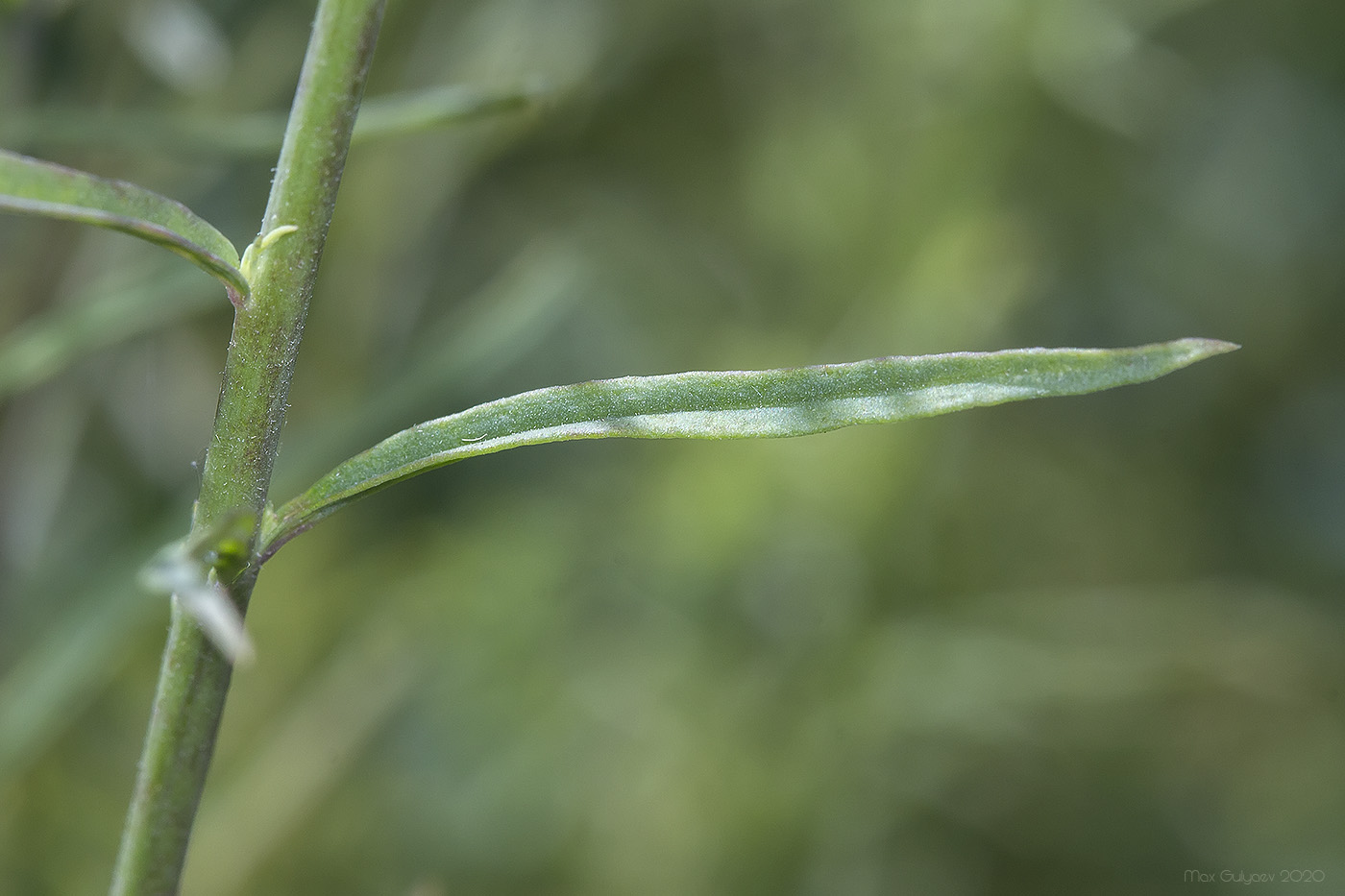 Image of genus Linaria specimen.