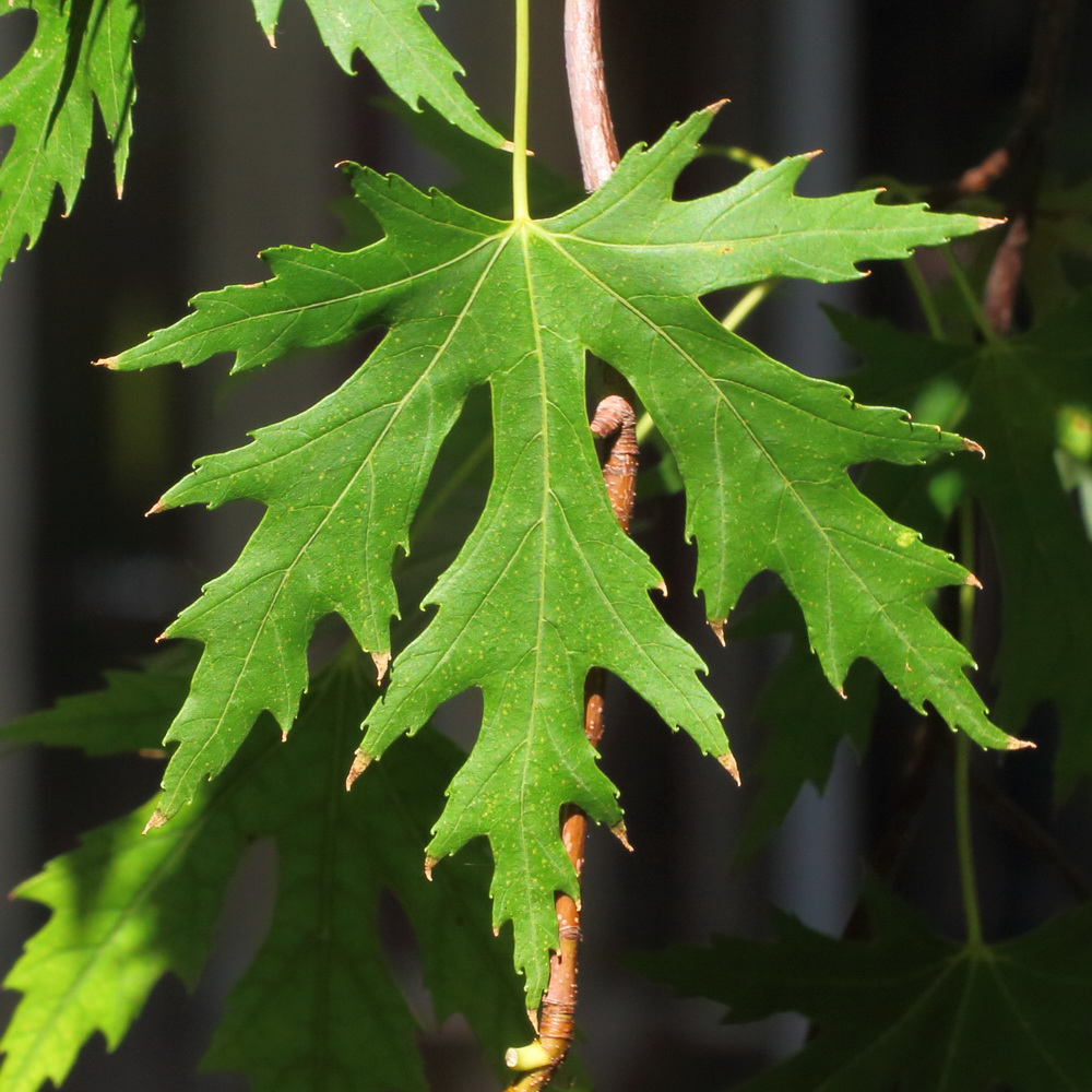 Image of Acer saccharinum specimen.