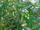 Humulus lupulus. Побеги с соплодиями на ветвях ивы. Нидерланды, провинция Дренте, Paterswolde, ивняк по берегу озера. 10 сентября 2006 г.