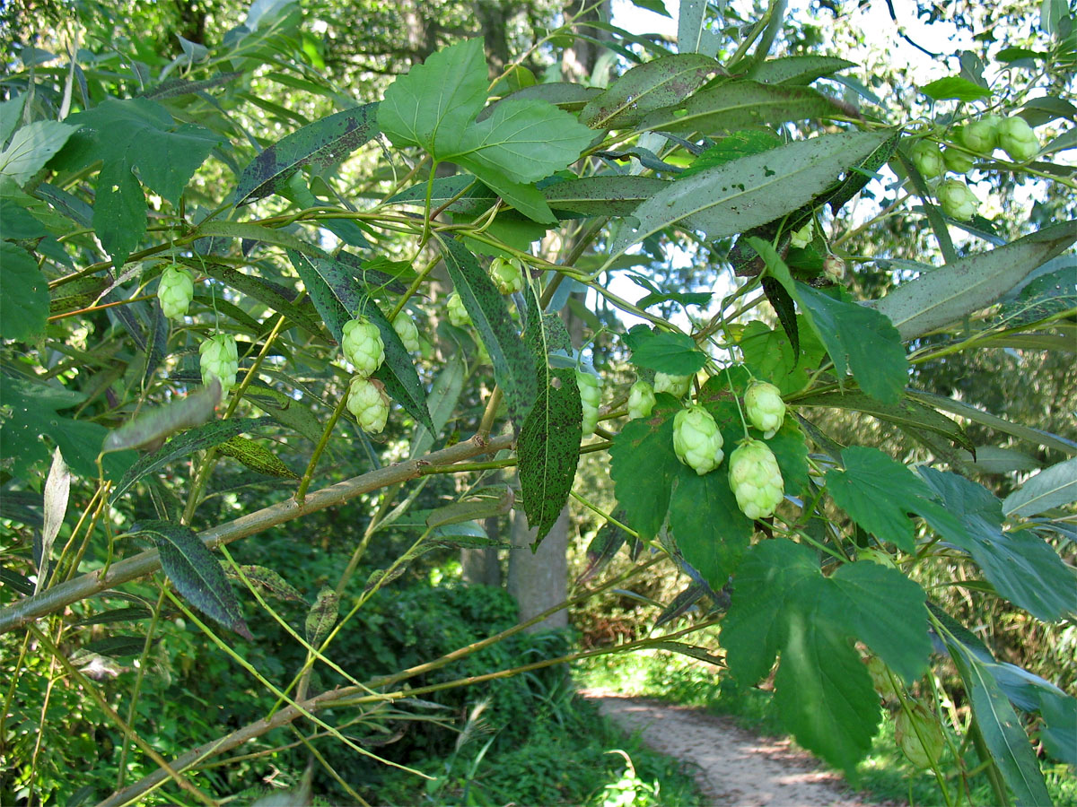 Изображение особи Humulus lupulus.