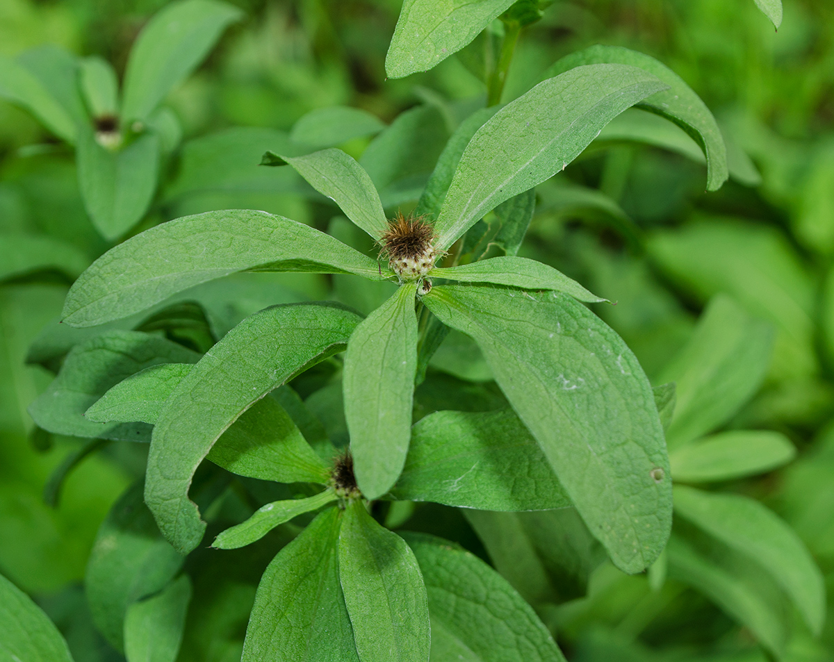 Изображение особи Centaurea pseudophrygia.